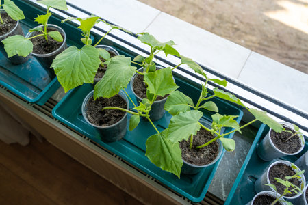 Young cucumber plants in pots on the windowsillの写真素材
