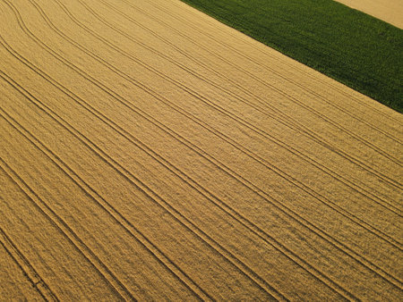Aerial view of a ripe gold colored crop field in the countryside in summerの写真素材