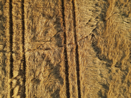 Damaged gold colored crop field in the countryside from aboveの写真素材