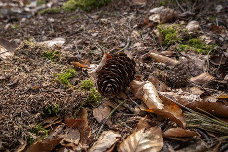 Autumn background with pine cones and brown leaves on the forest floor