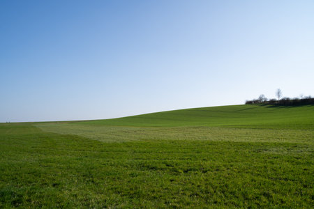 Agriculture hill with green growing crop and grass on a sunny day with blue sky in springの写真素材