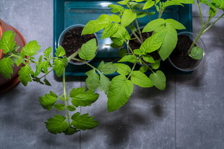 Small tomato plants inside the house in springtimeの写真素材