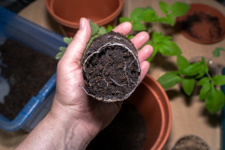 Farmer holding a soil ball of a tomato plant in his hand