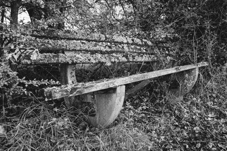 Old wooden bench in the nature in black and whiteの写真素材