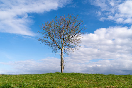 Leafless tree on grass hill in the landscapeの写真素材