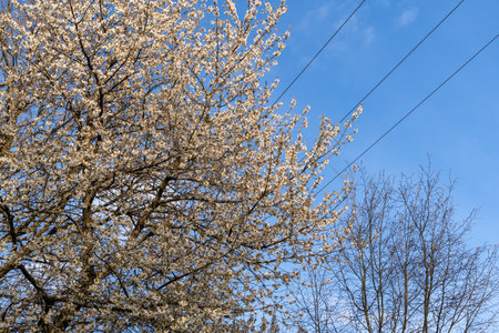 Blooming tree on a sunny spring day with blue skyの写真素材