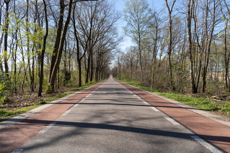 Road with red bike path between trees in the Netherlands