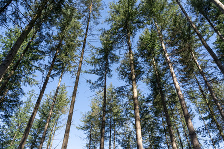 Pine trees in the forest against the blue sky. Nature background