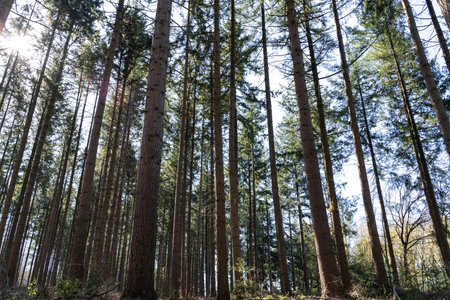 Pine trees in the forest on a sunny day with blue sky