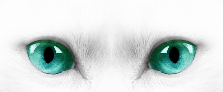 White angora cat with blue eyesの写真素材