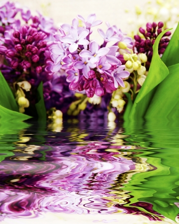 Colorful lilac and waterの写真素材