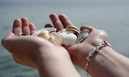 Hands holding many sea shellsの写真素材