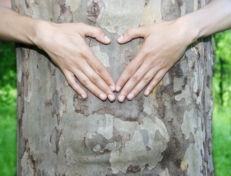 Heart shape in the woodの写真素材