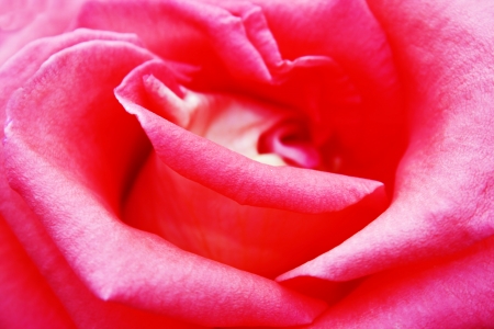 Beautiful pink roseの写真素材