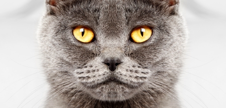 Closeup of a british short hair cat の写真素材