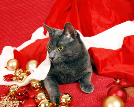 Adorable christmas catの写真素材