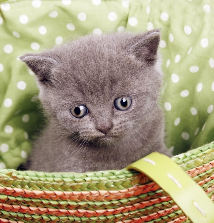 Closeup of a british short hair kittenの写真素材
