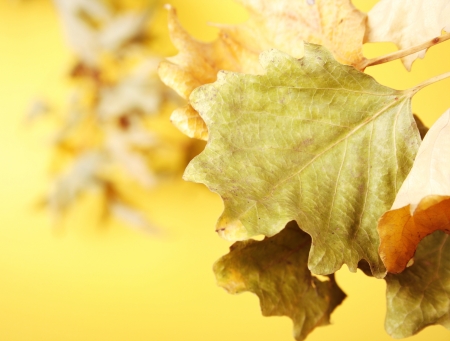 Autumn leaves in the parkの写真素材