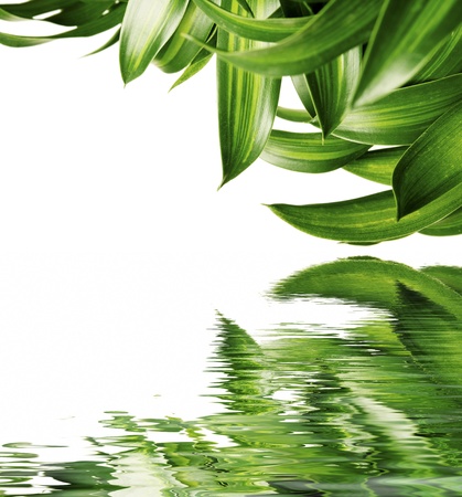Green leaves reflecting in the waterの写真素材