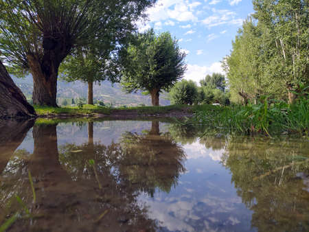 Trees with sunbeams reflected in the water. Rural spring landscape with trees against blue sky. A...
