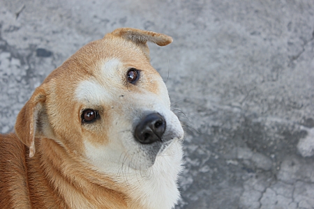 dog animalsの写真素材