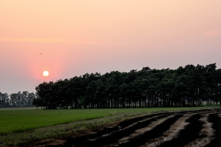 garden, landscape,  nature, outdoor, scene, scenery, travel, tree, trees,sunの写真素材