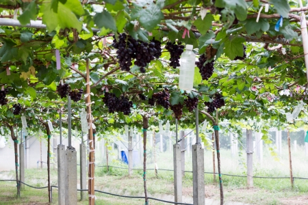 grape, grapevine, grass, green, grow, growing,food, forest, fresh, fruit,の写真素材