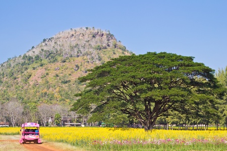plant yellow flower and tourismのeditorial素材