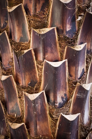 palm trunkの写真素材