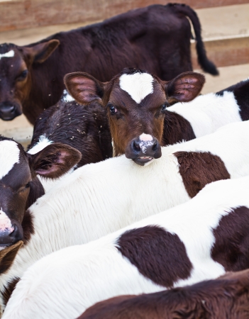 caws in stable feed timeの写真素材