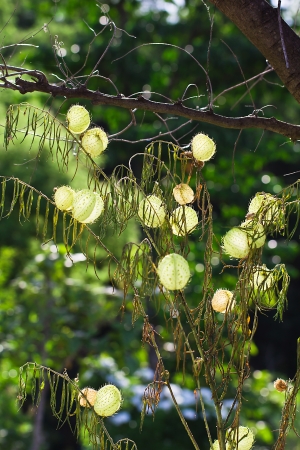 Asclepias fruticosa, gomphocarpus fruticosus, swan plant, african milkweed, balloonplantの写真素材