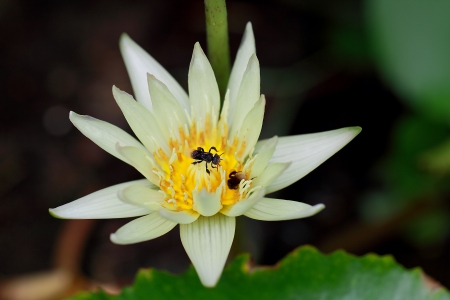a photo of two insects in a lotusの写真素材