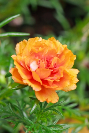portulaca flower in the gardenの写真素材