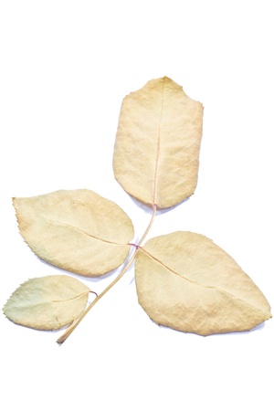 dry rose leafの写真素材