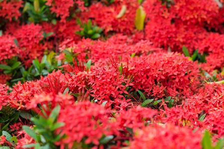 Closeup red flower ,Indian Jasmine.scientific name Ixora chinensis Lamkの写真素材