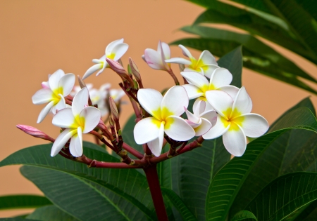 a photo of beauty yellow plumeria flowerの写真素材