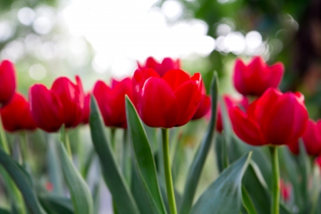 a photo of tulips in garden natural vivid colorの写真素材