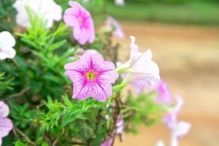 vivid color petunias in summer gardenの写真素材
