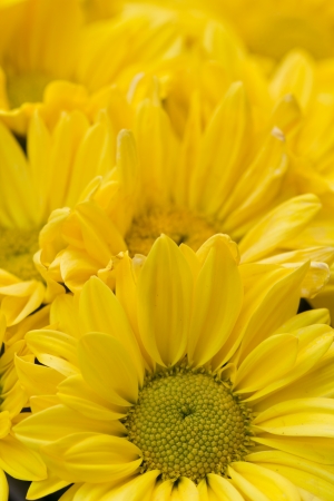 a photo of Chrysanthemum Flowers in gardenの写真素材