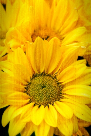 a photo of Chrysanthemum Flowers in garden,grunge vintage styleの写真素材