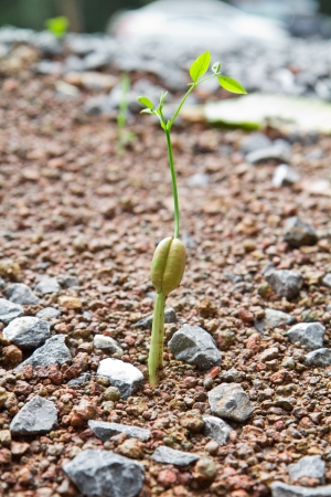 young plant grow from seedの写真素材
