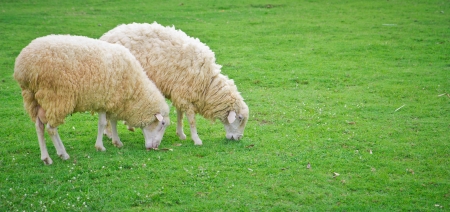 a photo of sheep in green field farmの写真素材