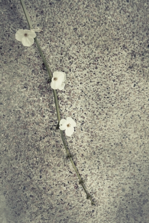 a photo of white burhead flower on the stone floor  backgroundの写真素材