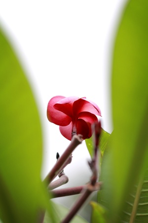 a photo of Plumeria or  frangipani ,blur foregroundの写真素材