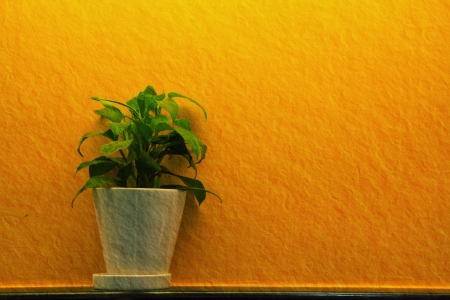 a photo of green leaf in white vase near orange wall,texturedの写真素材