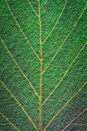 a close up of green leaf for texture or  background