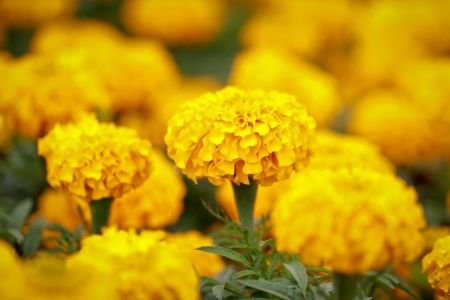 afrigan marigold in gardenの写真素材