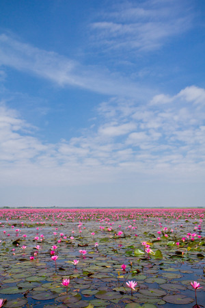 Pink lotus in lake at Udon Thanee,Thailandの写真素材