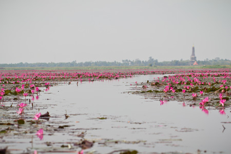 Pink lotus in lake at Udon Thanee,Thailandの写真素材