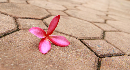pink Frangipani flowerの写真素材